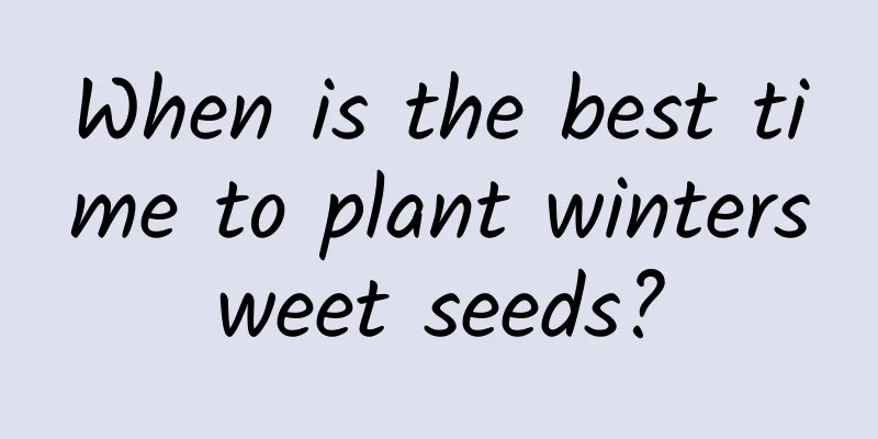 When is the best time to plant wintersweet seeds?