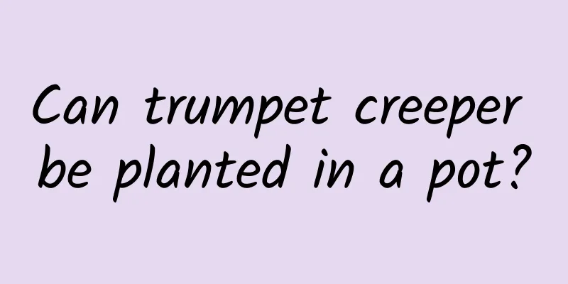 Can trumpet creeper be planted in a pot?