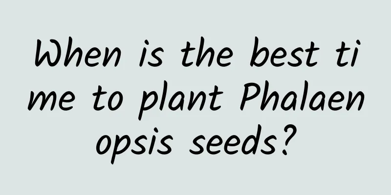 When is the best time to plant Phalaenopsis seeds?