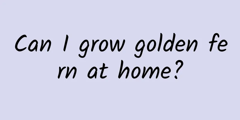 Can I grow golden fern at home?