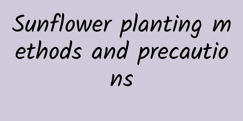 Sunflower planting methods and precautions