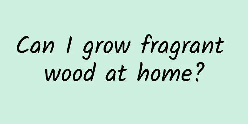 Can I grow fragrant wood at home?