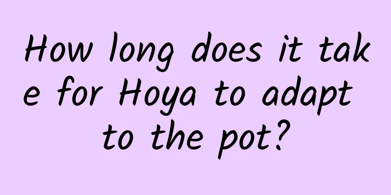 How long does it take for Hoya to adapt to the pot?