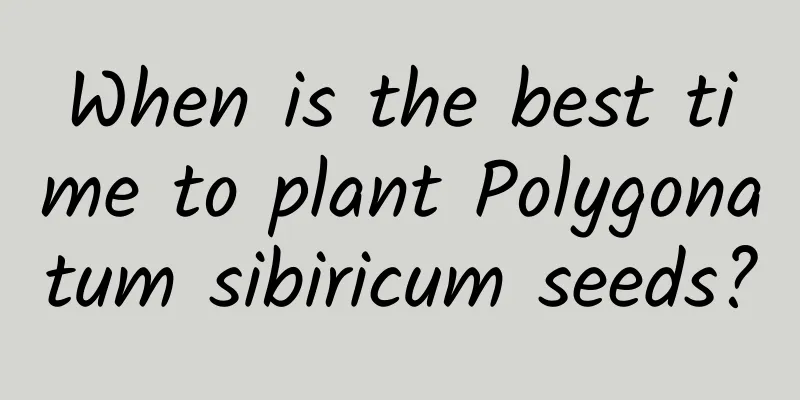When is the best time to plant Polygonatum sibiricum seeds?
