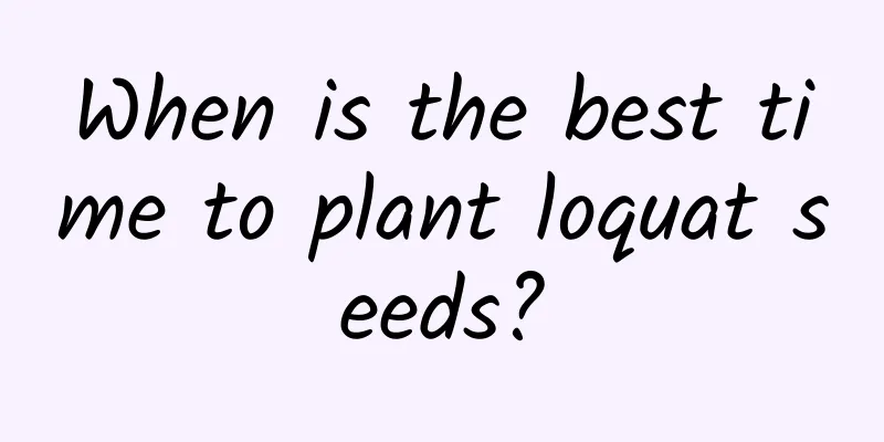 When is the best time to plant loquat seeds?