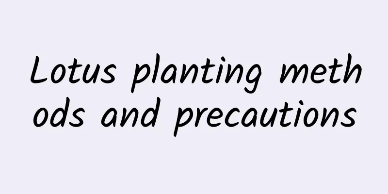 Lotus planting methods and precautions