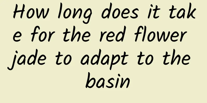 How long does it take for the red flower jade to adapt to the basin