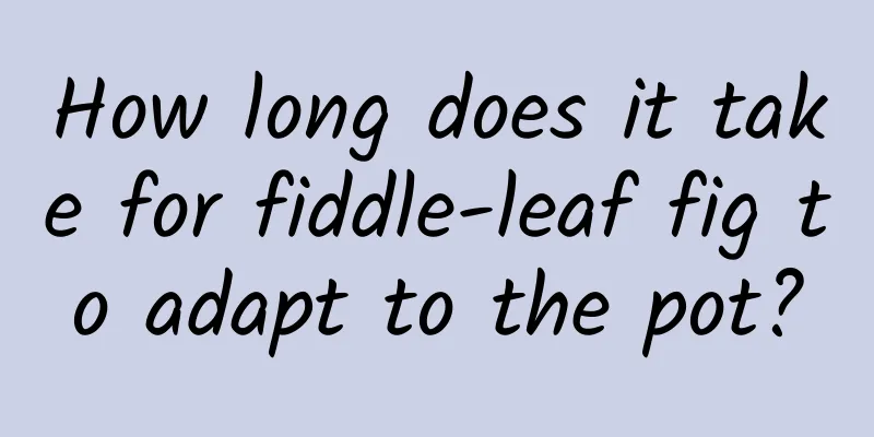 How long does it take for fiddle-leaf fig to adapt to the pot?