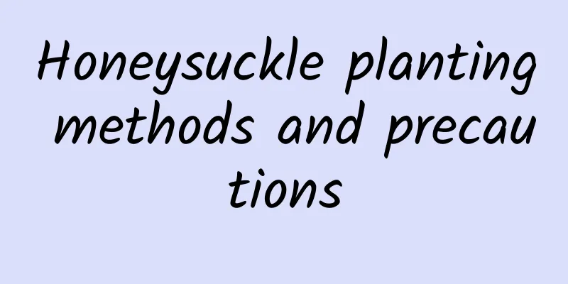 Honeysuckle planting methods and precautions
