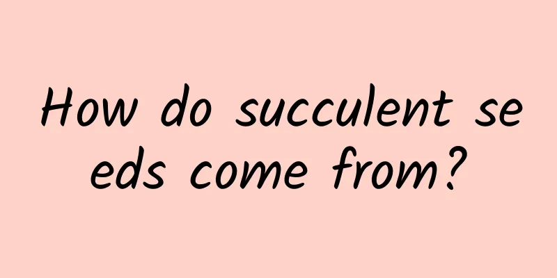 How do succulent seeds come from?