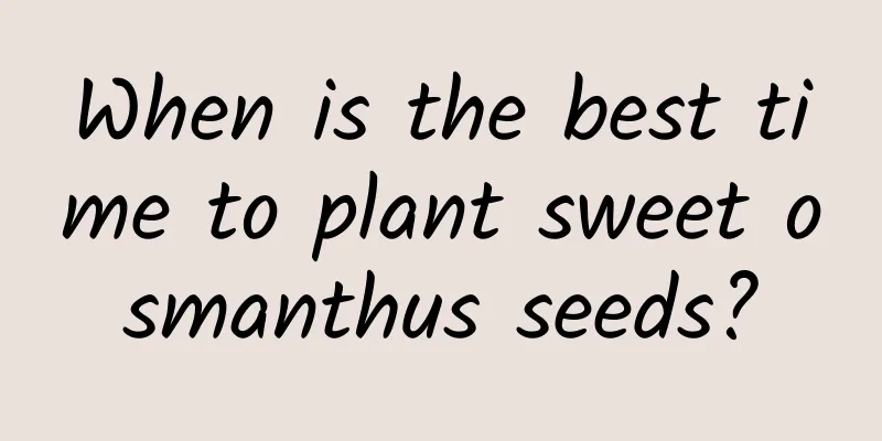 When is the best time to plant sweet osmanthus seeds?