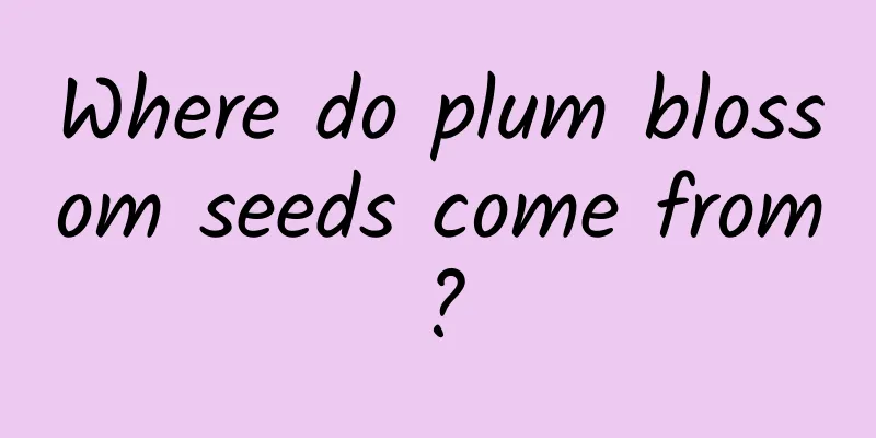 Where do plum blossom seeds come from?
