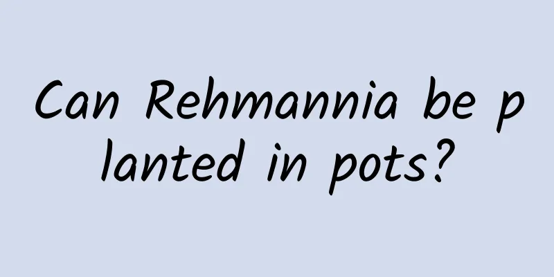 Can Rehmannia be planted in pots?