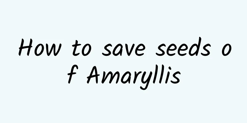 How to save seeds of Amaryllis
