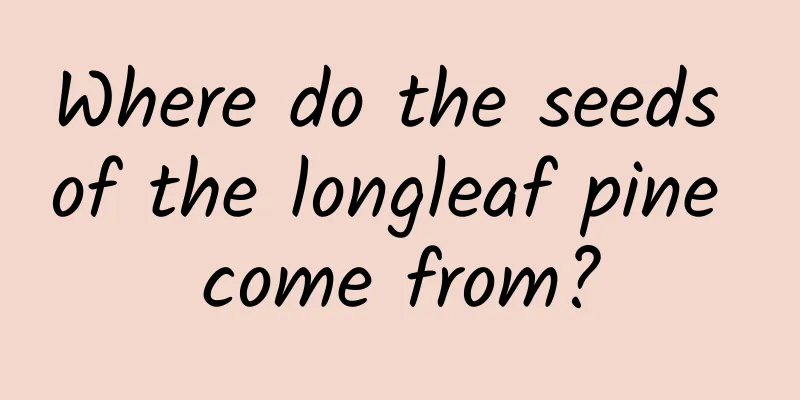 Where do the seeds of the longleaf pine come from?