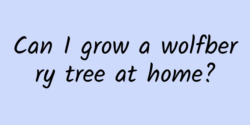 Can I grow a wolfberry tree at home?