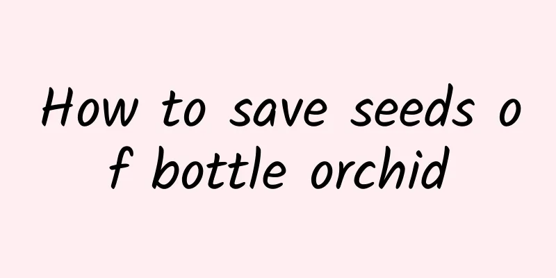 How to save seeds of bottle orchid