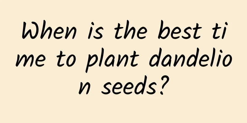 When is the best time to plant dandelion seeds?