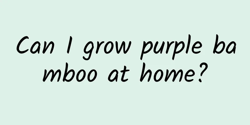 Can I grow purple bamboo at home?