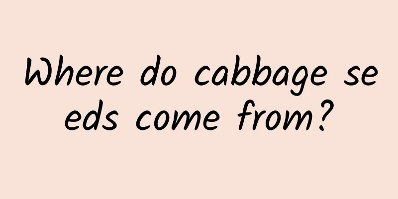 Where do cabbage seeds come from?