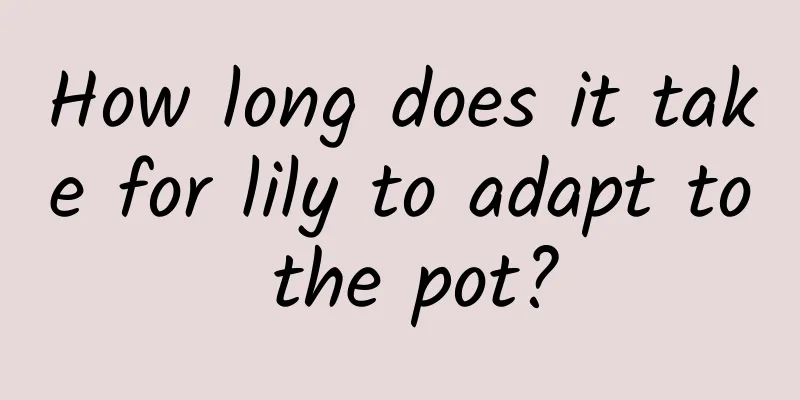How long does it take for lily to adapt to the pot?