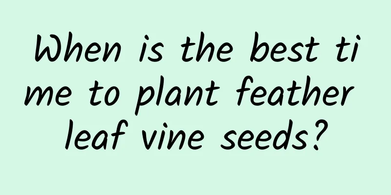 When is the best time to plant feather leaf vine seeds?