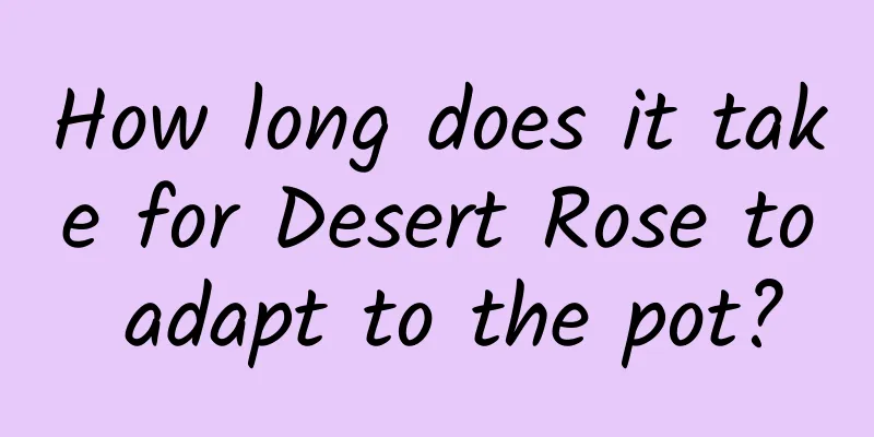 How long does it take for Desert Rose to adapt to the pot?