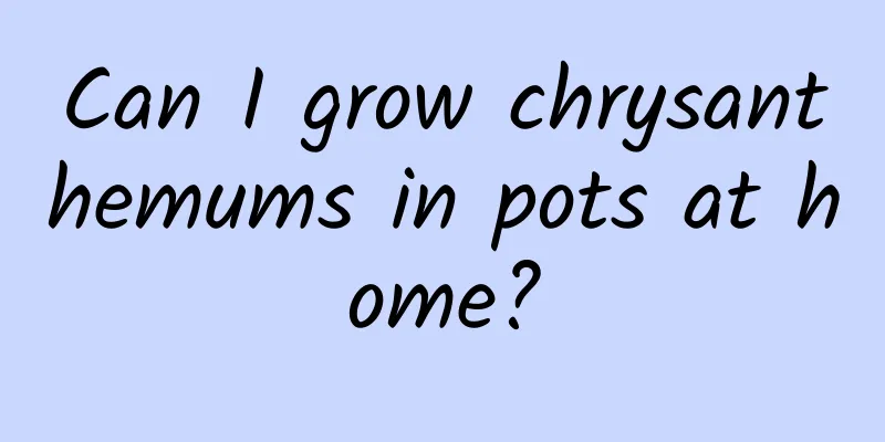 Can I grow chrysanthemums in pots at home?