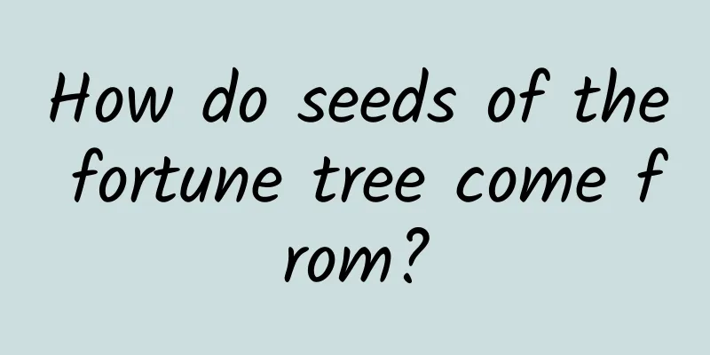 How do seeds of the fortune tree come from?