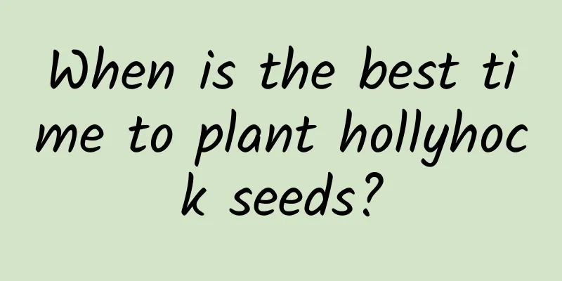 When is the best time to plant hollyhock seeds?