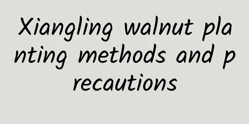 Xiangling walnut planting methods and precautions