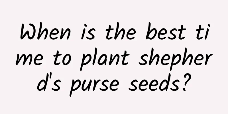 When is the best time to plant shepherd's purse seeds?