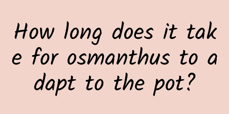 How long does it take for osmanthus to adapt to the pot?