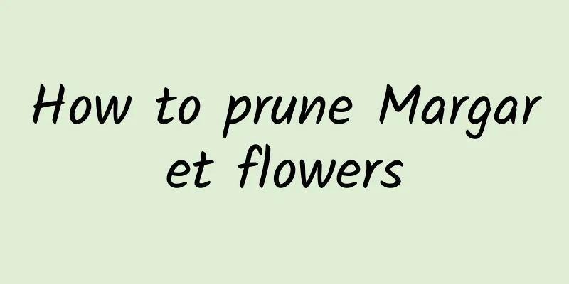 How to prune Margaret flowers