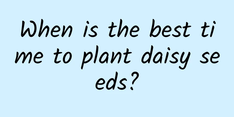 When is the best time to plant daisy seeds?
