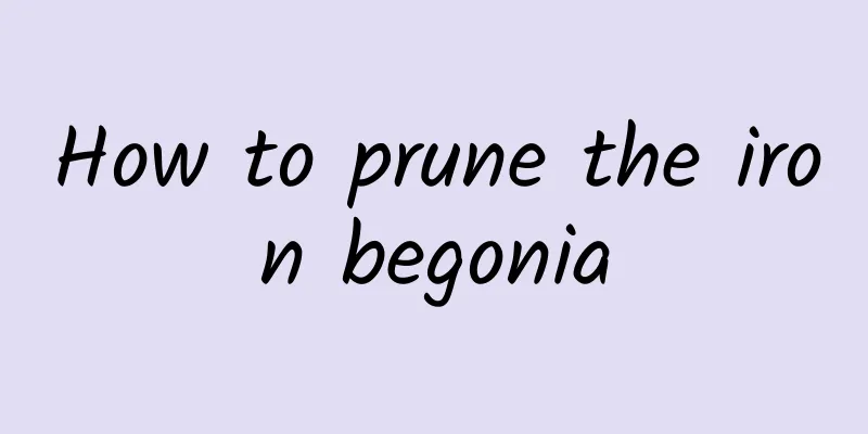 How to prune the iron begonia