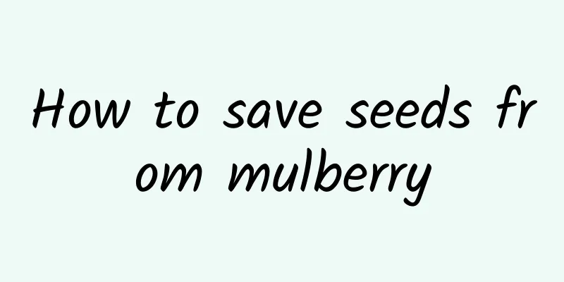How to save seeds from mulberry