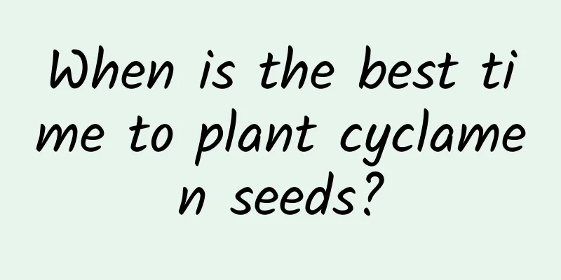 When is the best time to plant cyclamen seeds?