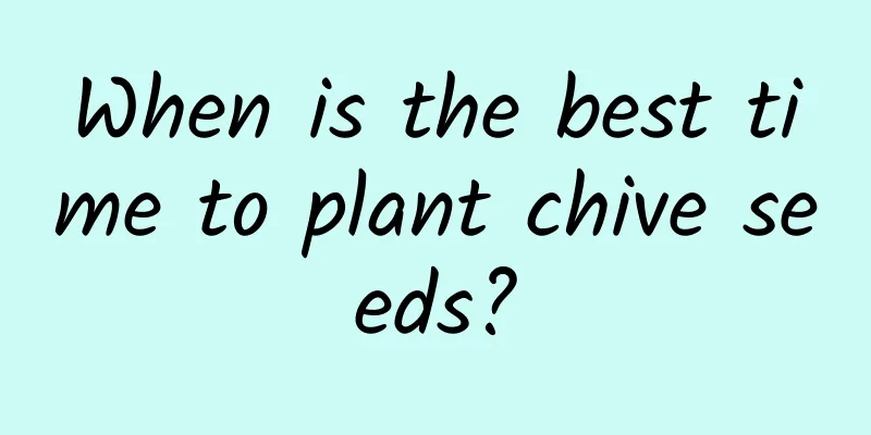When is the best time to plant chive seeds?