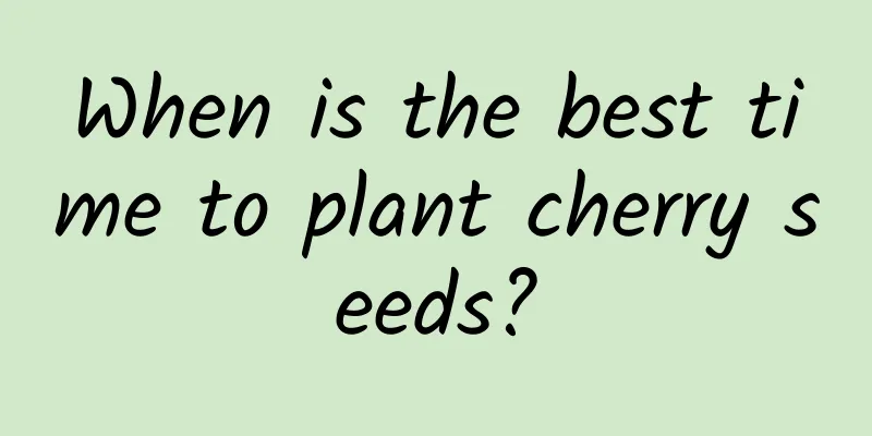 When is the best time to plant cherry seeds?