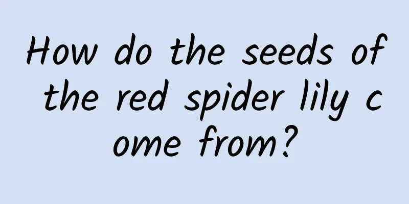 How do the seeds of the red spider lily come from?