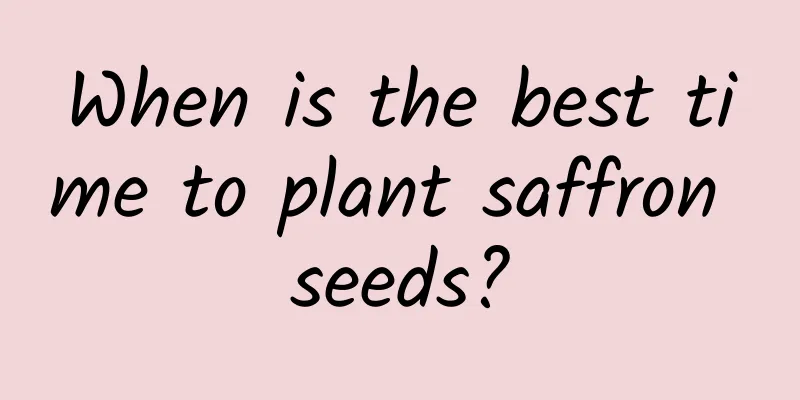 When is the best time to plant saffron seeds?