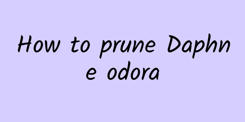 How to prune Daphne odora