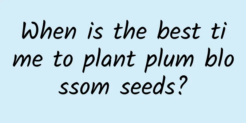 When is the best time to plant plum blossom seeds?