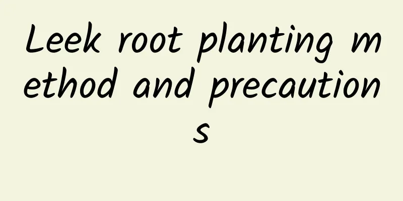 Leek root planting method and precautions