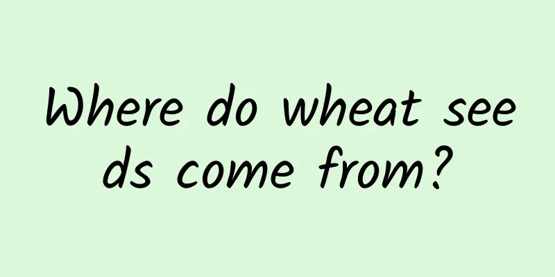 Where do wheat seeds come from?