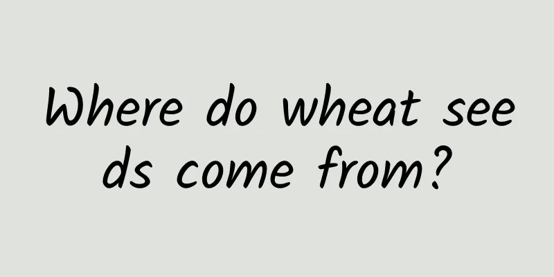 Where do wheat seeds come from?