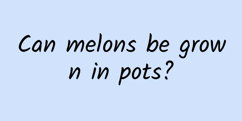 Can melons be grown in pots?