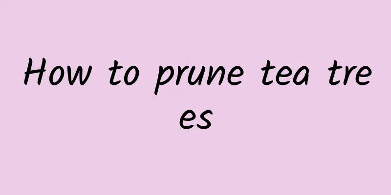 How to prune tea trees