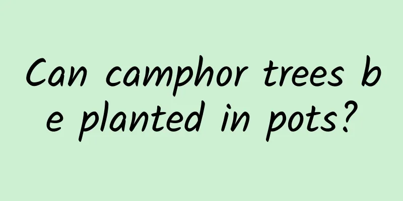 Can camphor trees be planted in pots?